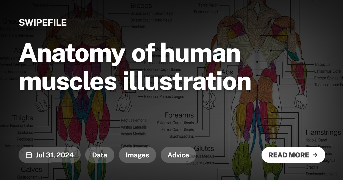 Anatomy of human muscles illustration