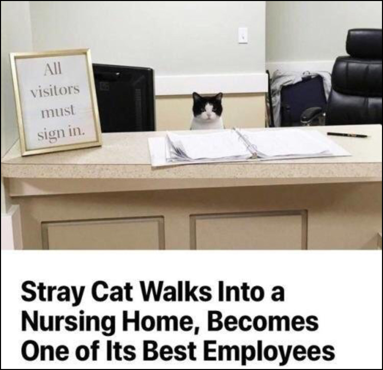 stray-cat-best-emoployee-nursing-home